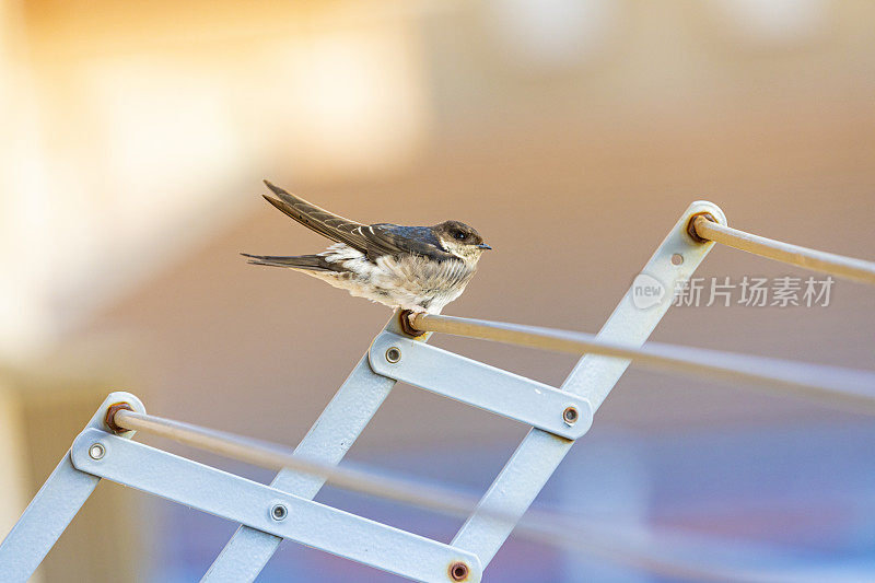 谷仓燕子(Hirundo rustica)在我的窗口靠近。躺在我的衣架上